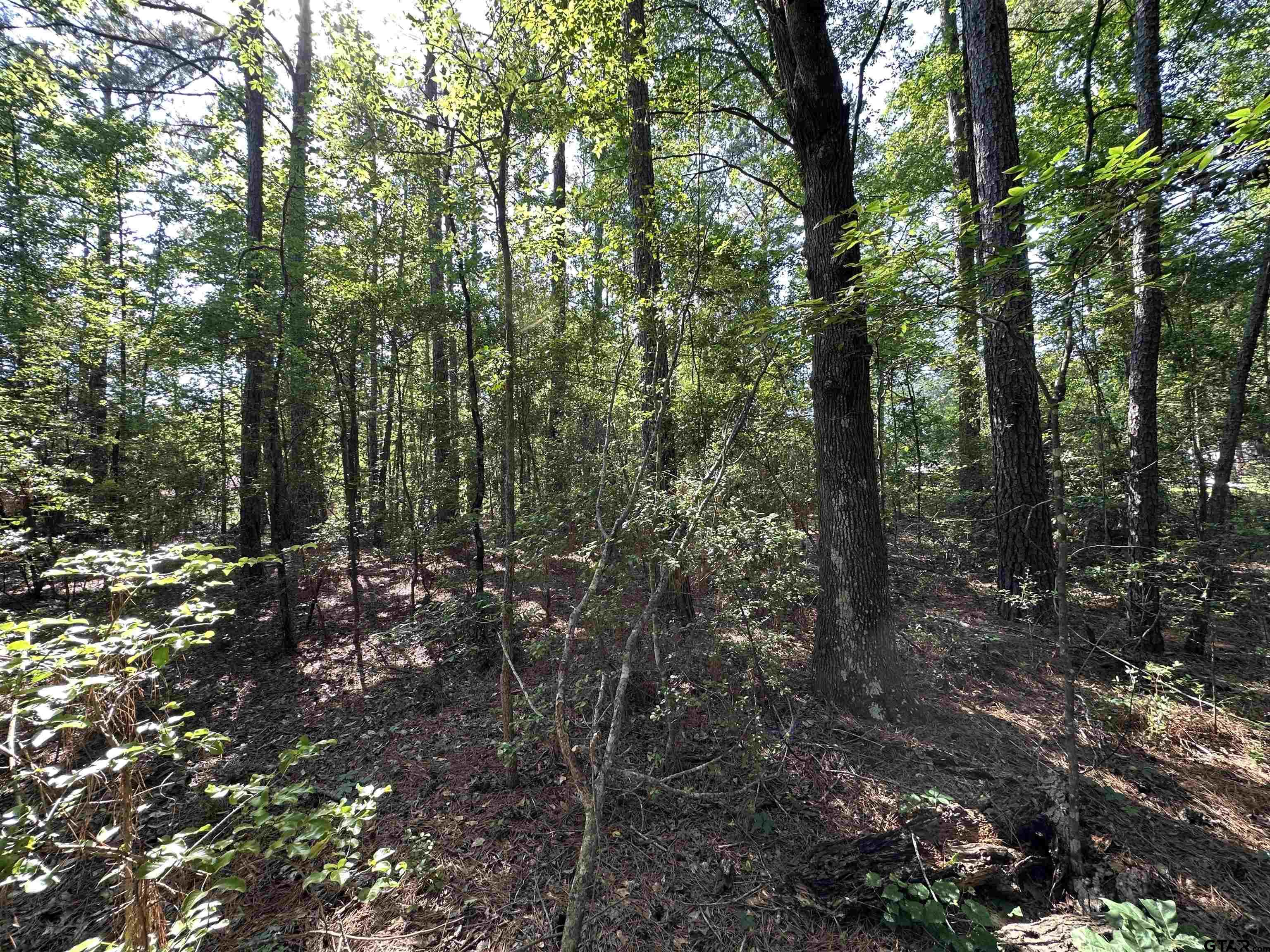 a view of forest