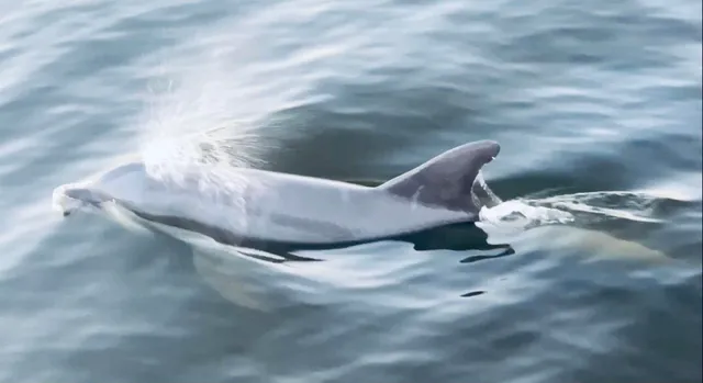 a childrens park with lots of swings and slides