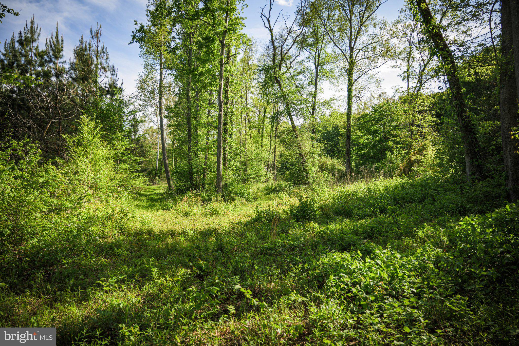 0 Harts Mill Road Mineral, VA 23117 - Photo 24 of 69 a view of a lush green forest