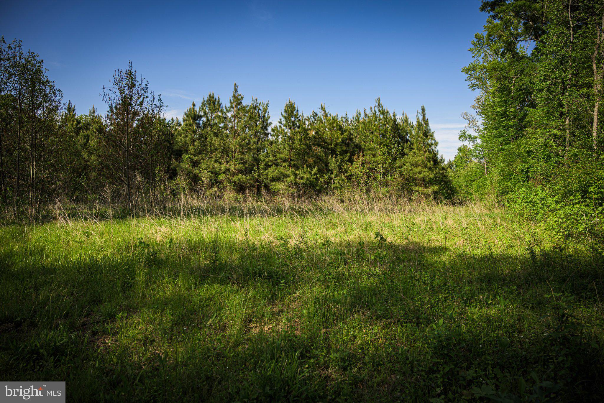 0 Harts Mill Road Mineral, VA 23117 - Photo 25 of 69 a view of a yard with a tree