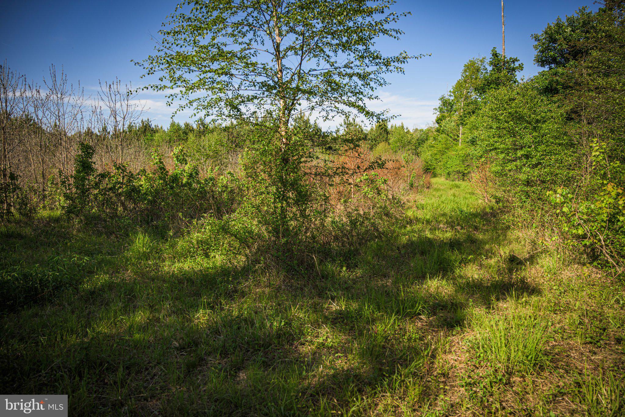 0 Harts Mill Road Mineral, VA 23117 - Photo 27 of 69 a view of a yard