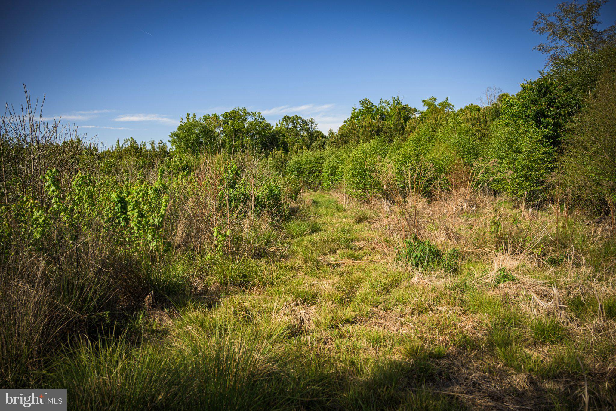 0 Harts Mill Road Mineral, VA 23117 - Photo 29 of 69 a view of a yard