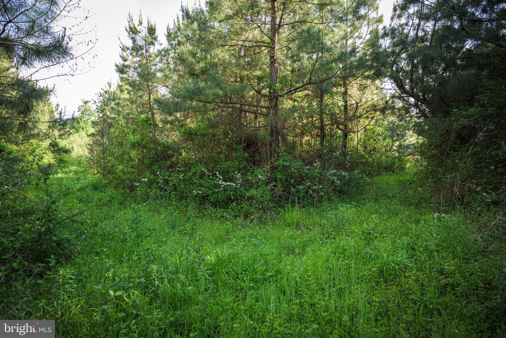 0 Harts Mill Road Mineral, VA 23117 - Photo 32 of 69 a view of a lush green forest