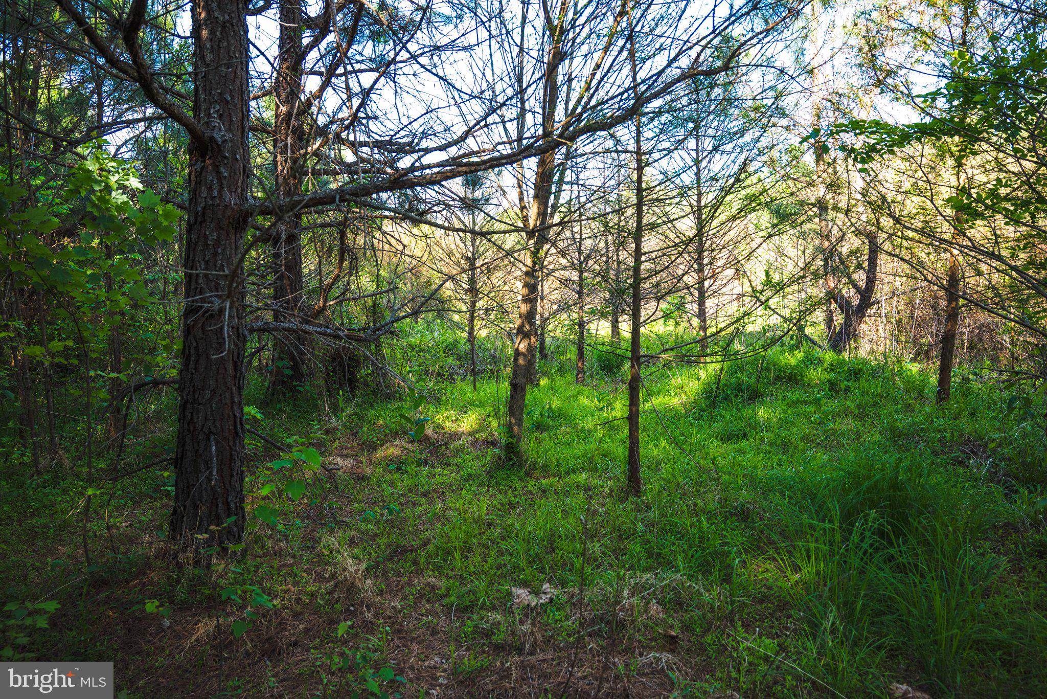 0 Harts Mill Road Mineral, VA 23117 - Photo 33 of 69 a view of lush green forest