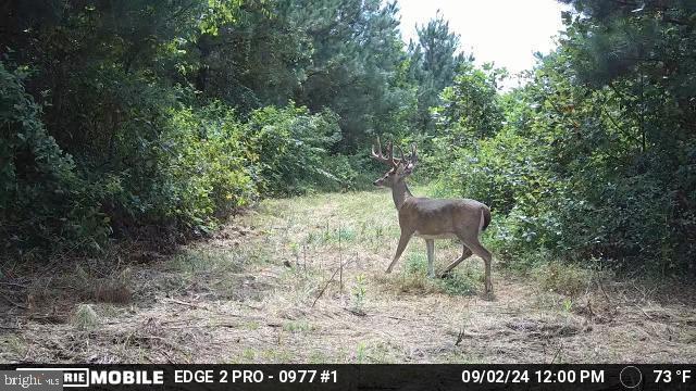 0 Harts Mill Road Mineral, VA 23117 - Photo 45 of 69 a view of a yard