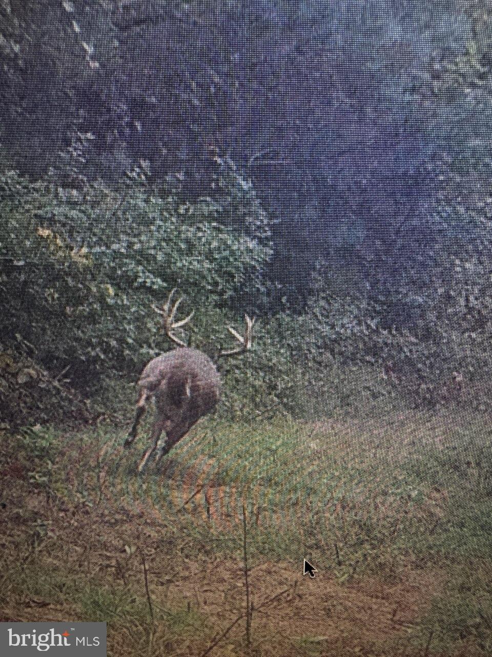 0 Harts Mill Road Mineral, VA 23117 - Photo 47 of 69 Majestic deer leaping through nature.