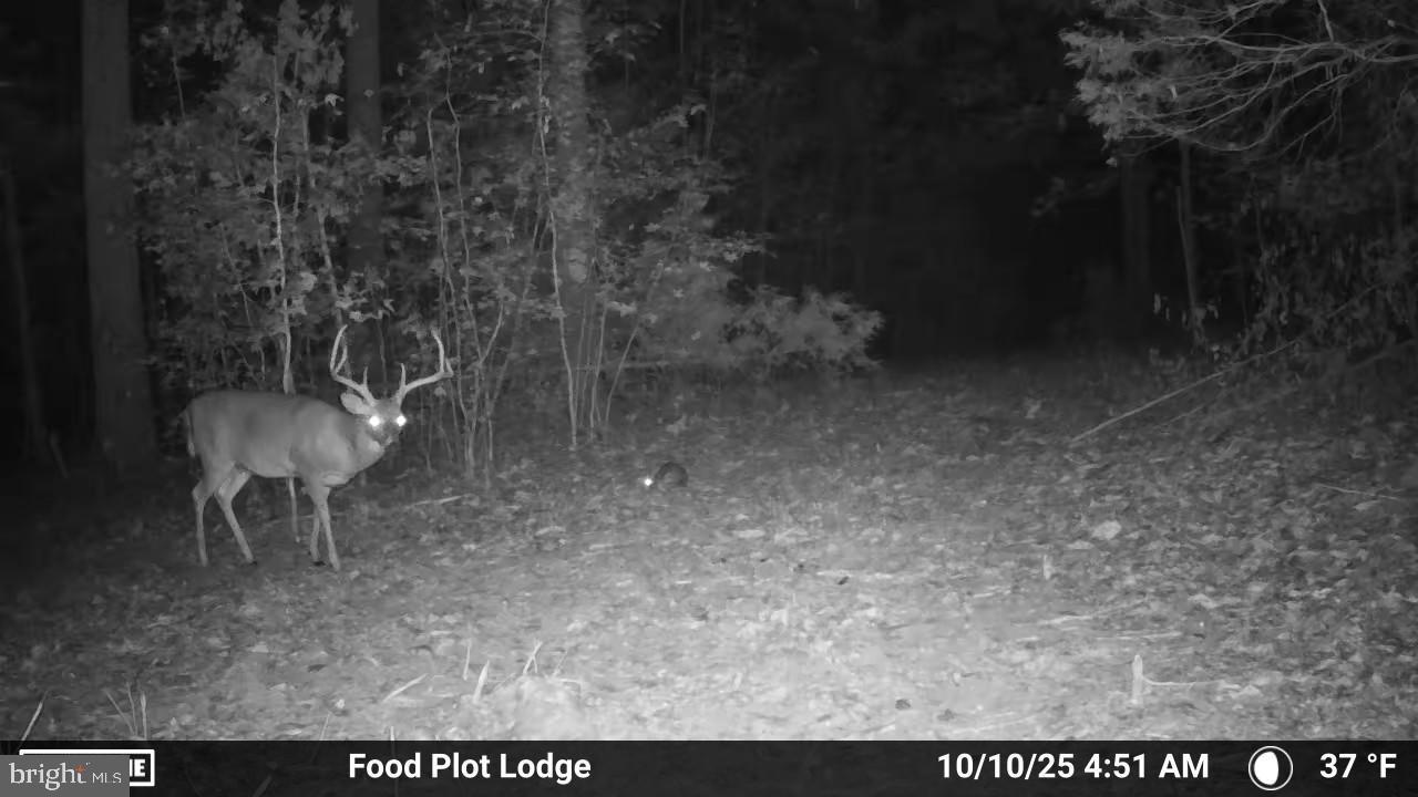 0 Harts Mill Road Mineral, VA 23117 - Photo 49 of 69 Nighttime visitor in the woods.