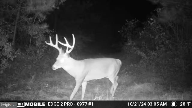 0 Harts Mill Road Mineral, VA 23117 - Photo 51 of 69 Majestic buck in moonlit woods.