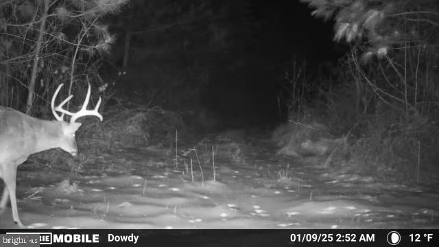 0 Harts Mill Road Mineral, VA 23117 - Photo 52 of 69 Majestic buck in moonlit woods.