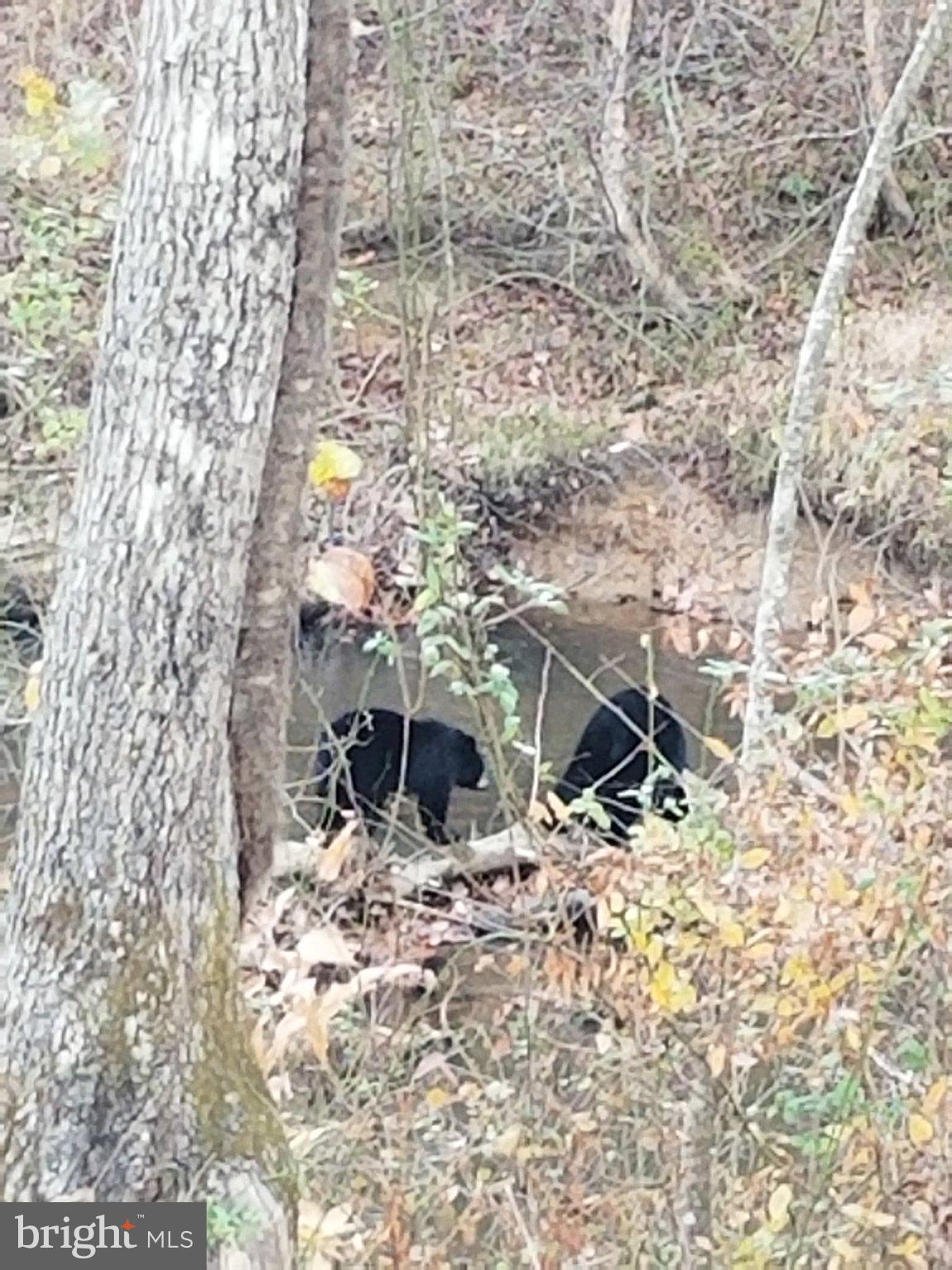 0 Harts Mill Road Mineral, VA 23117 - Photo 56 of 69 Bears exploring a woodland creek.