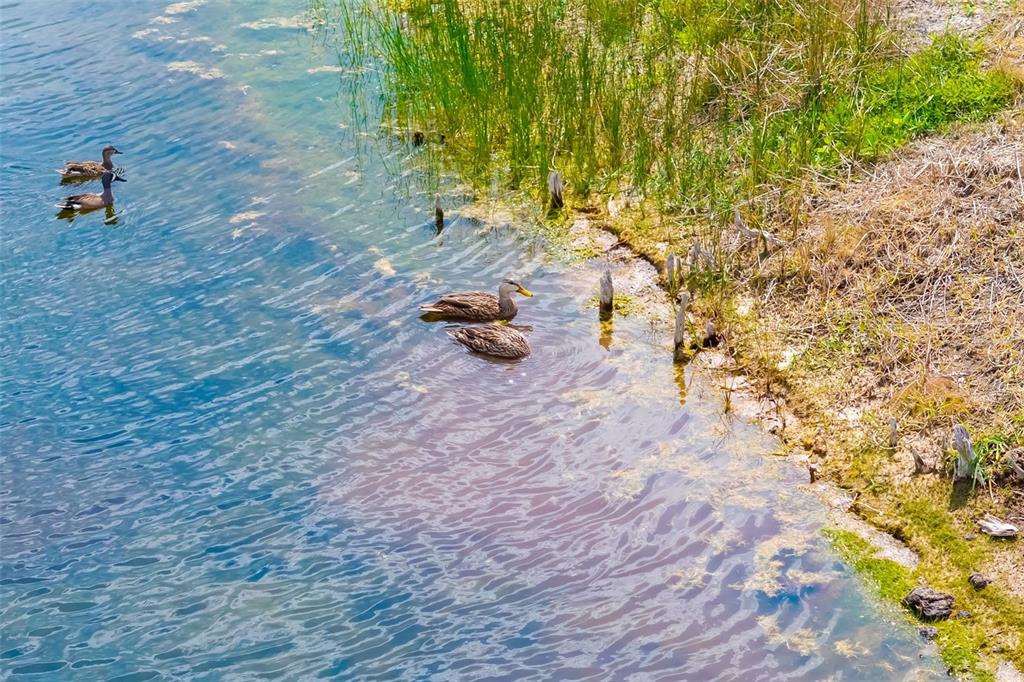 1016 Scherer Way Osprey, FL 34229 - Photo 13 of 76