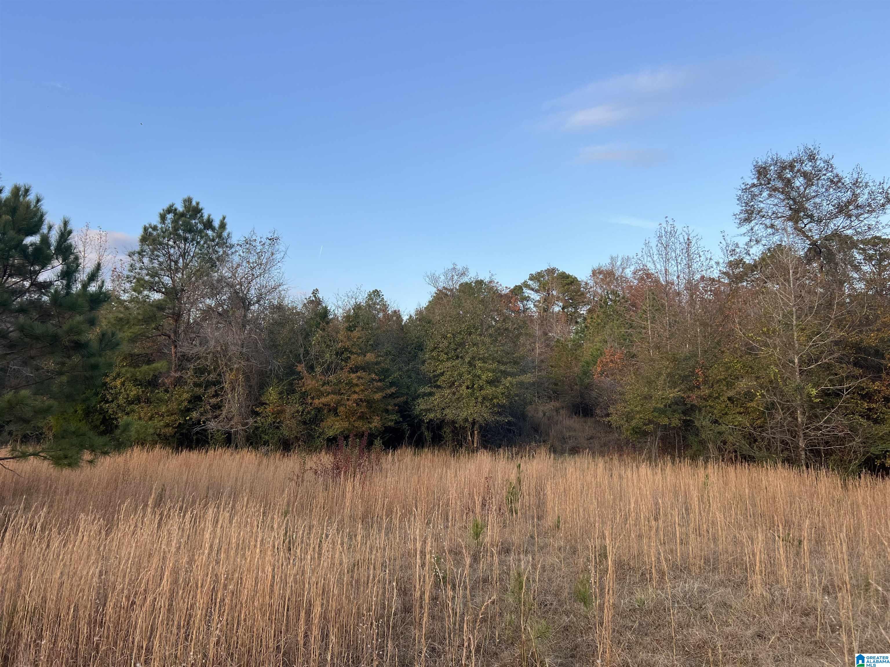 11-acres Risers Mill Road, Unit 11 ACRES Alpine, AL 35014 - Photo 12 of 23