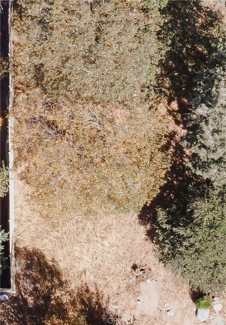 21972 Tower Heights Road Crestline, CA 92322 - Photo 4 of 5 a close up of a tree