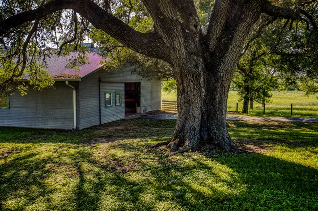 a view of a trees in a yard