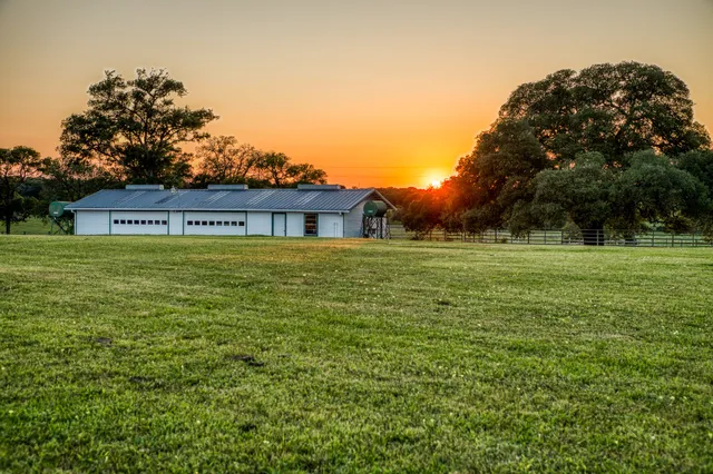 a view of a park with a large tree