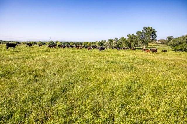 a view of a grassy field with trees