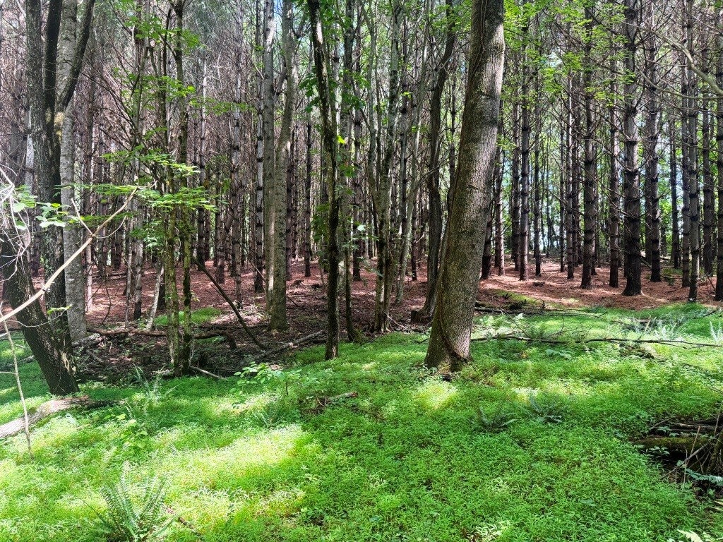 Lot 3 Kelly Road, Unit 3 Fancy Gap, VA 24328 - Photo 7 of 10 Gallery Image 7