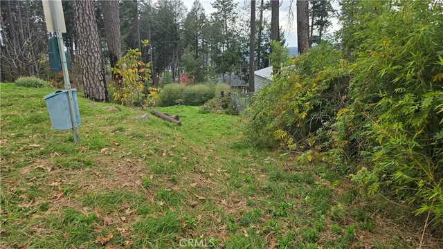 a view of a garden with plants and trees