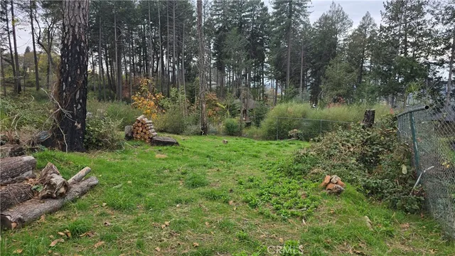 a view of a forest with a tree