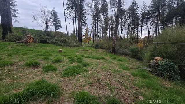 a view of a forest with a tree