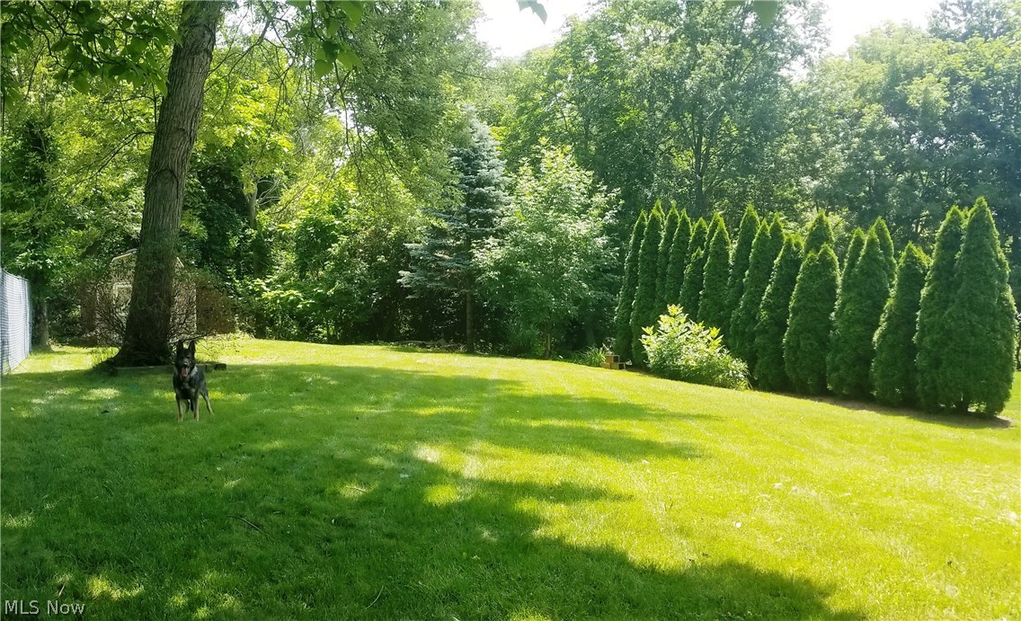 Large Backyard