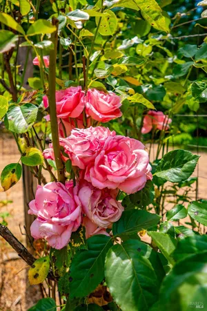 a view of a swimming pool in a yard