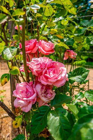 a view of a swimming pool in a yard