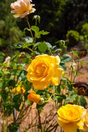 a view of swimming pool