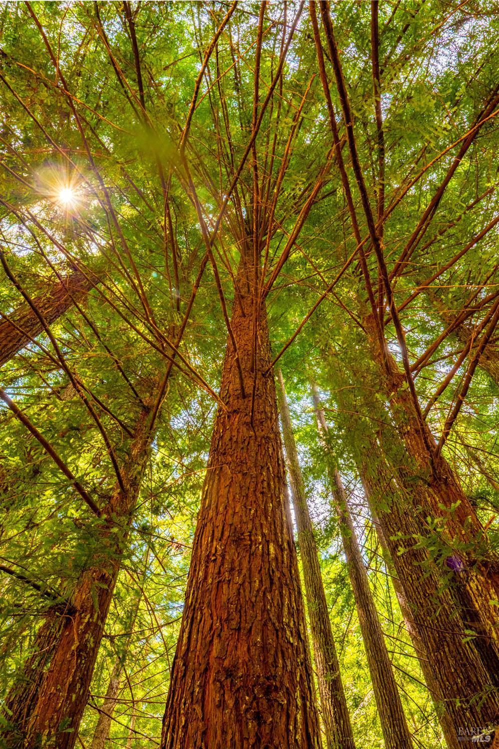 44150 Nash Mill Road Philo, CA 95466 - Photo 22 of 29 a view of swimming pool