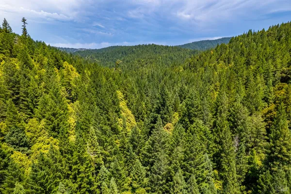 a view of a lush green forest with a mountain in the background