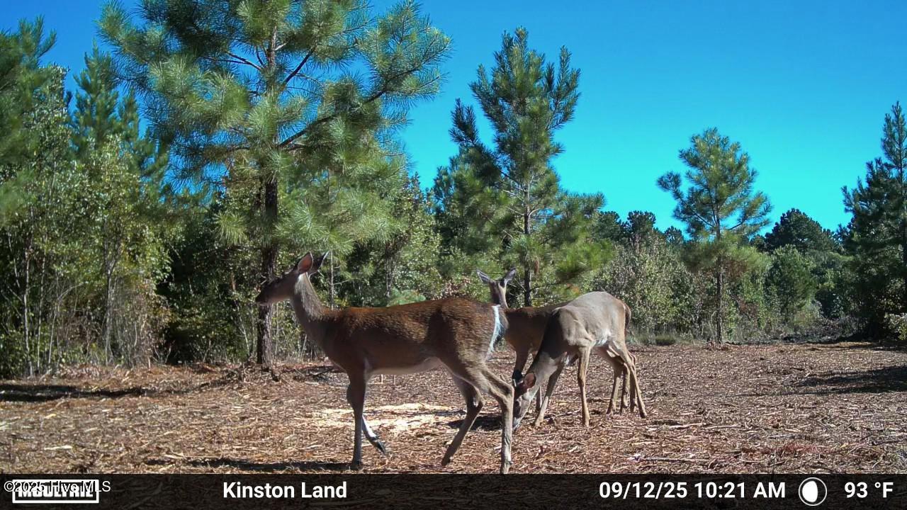 0 Institute Road Kinston, NC 28504 - Photo 39 of 41 IMG_5922