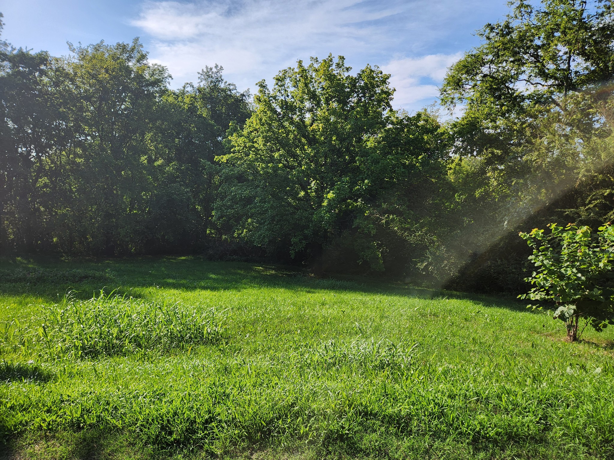 3262 Prospect Road Pulaski, TN 38478 - Photo 19 of 23 a view of yard with green space
