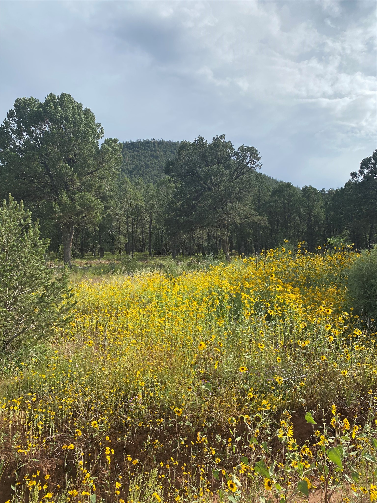 45 The Cliffs View Glorieta, NM 87535 - Photo 9 of 11