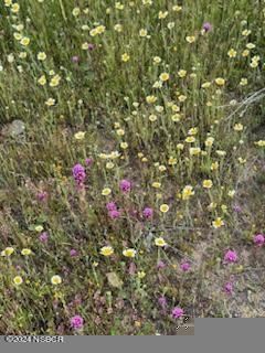0 Perkins Road Maricopa, CA 93252 - Photo 12 of 14 a view of a flower in a yard
