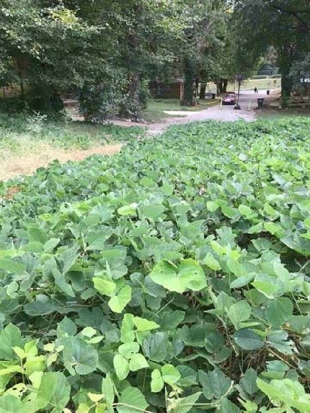 0 Niese Street Memphis, TN 38106 - Photo 3 of 4 a view of a backyard with a small cabin