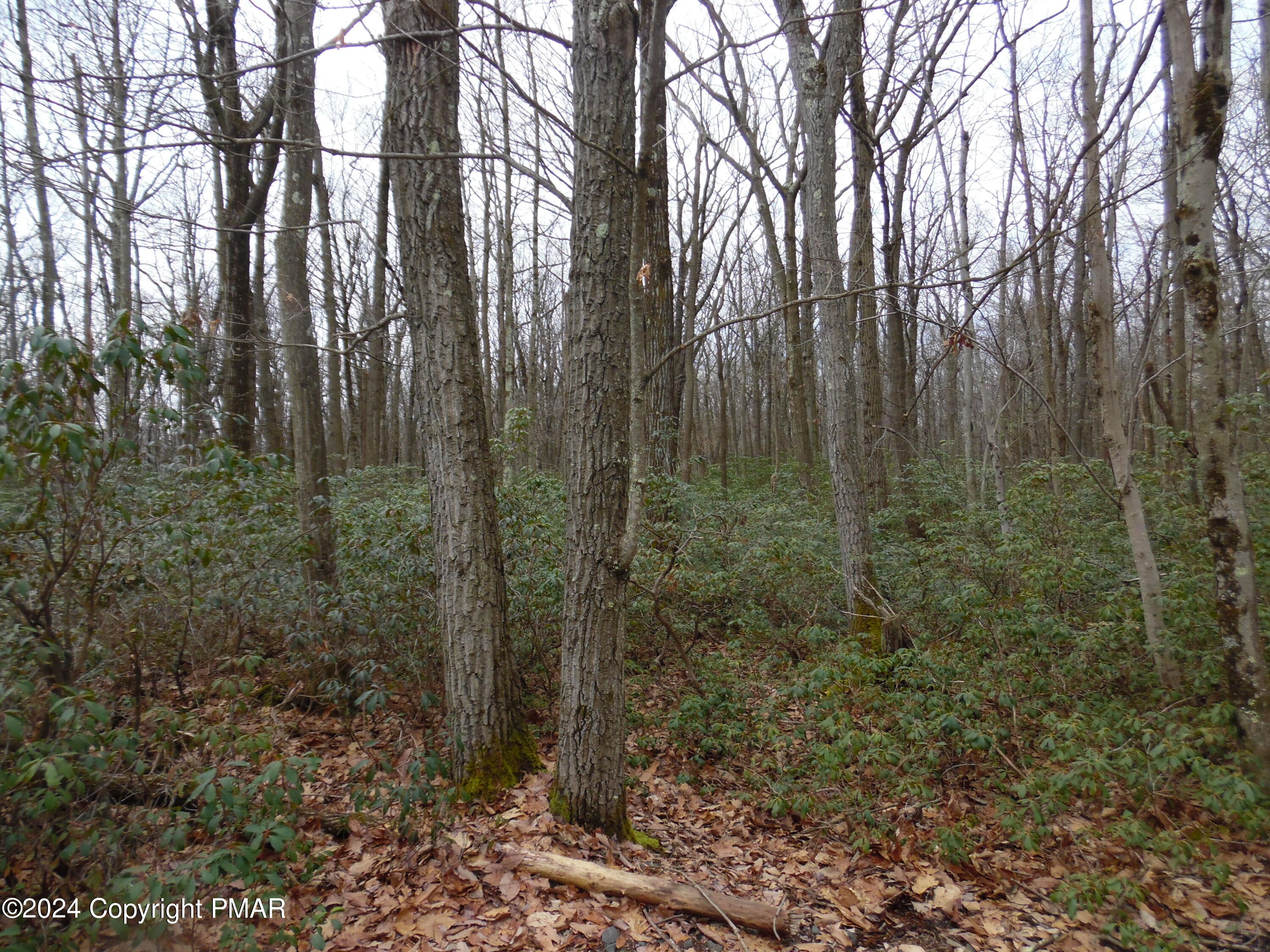 a view of a forest that has large trees