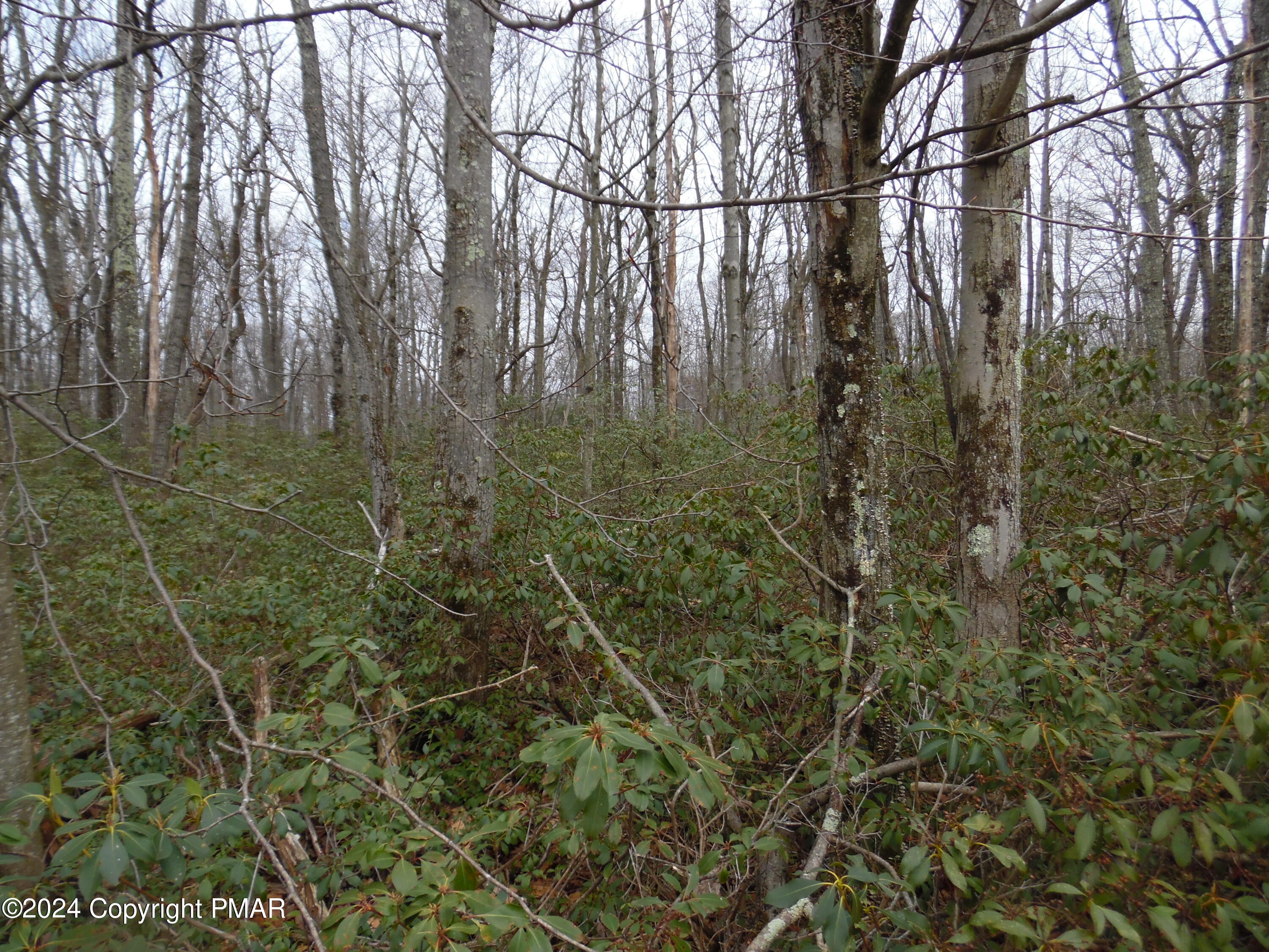 Lot E Cocopah Circle/saginaw Drive Jim Thorpe, PA 18229 - Photo 11 of 19 a view of forest