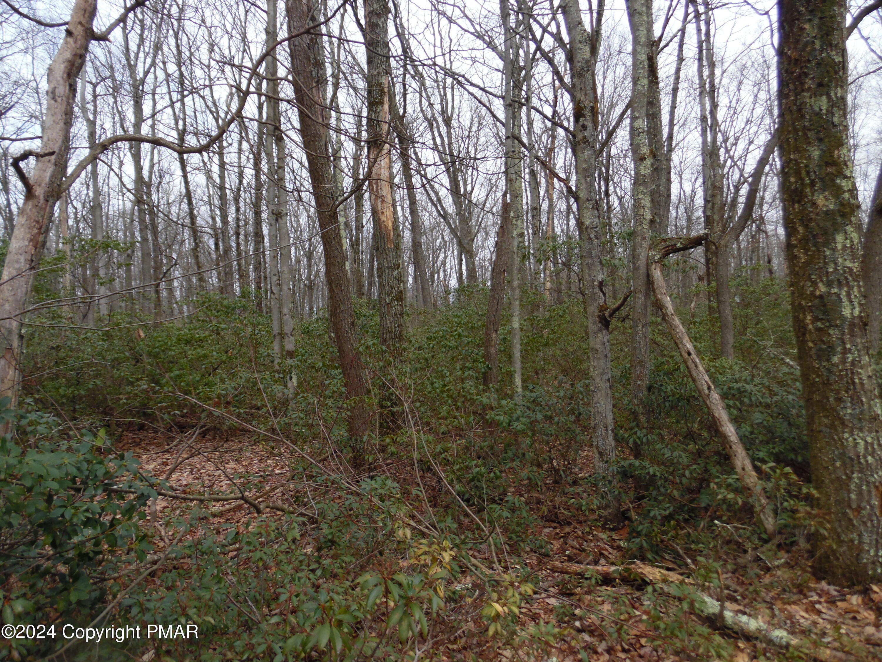 Lot E Cocopah Circle/saginaw Drive Jim Thorpe, PA 18229 - Photo 14 of 19 a view of a forest with trees in the background