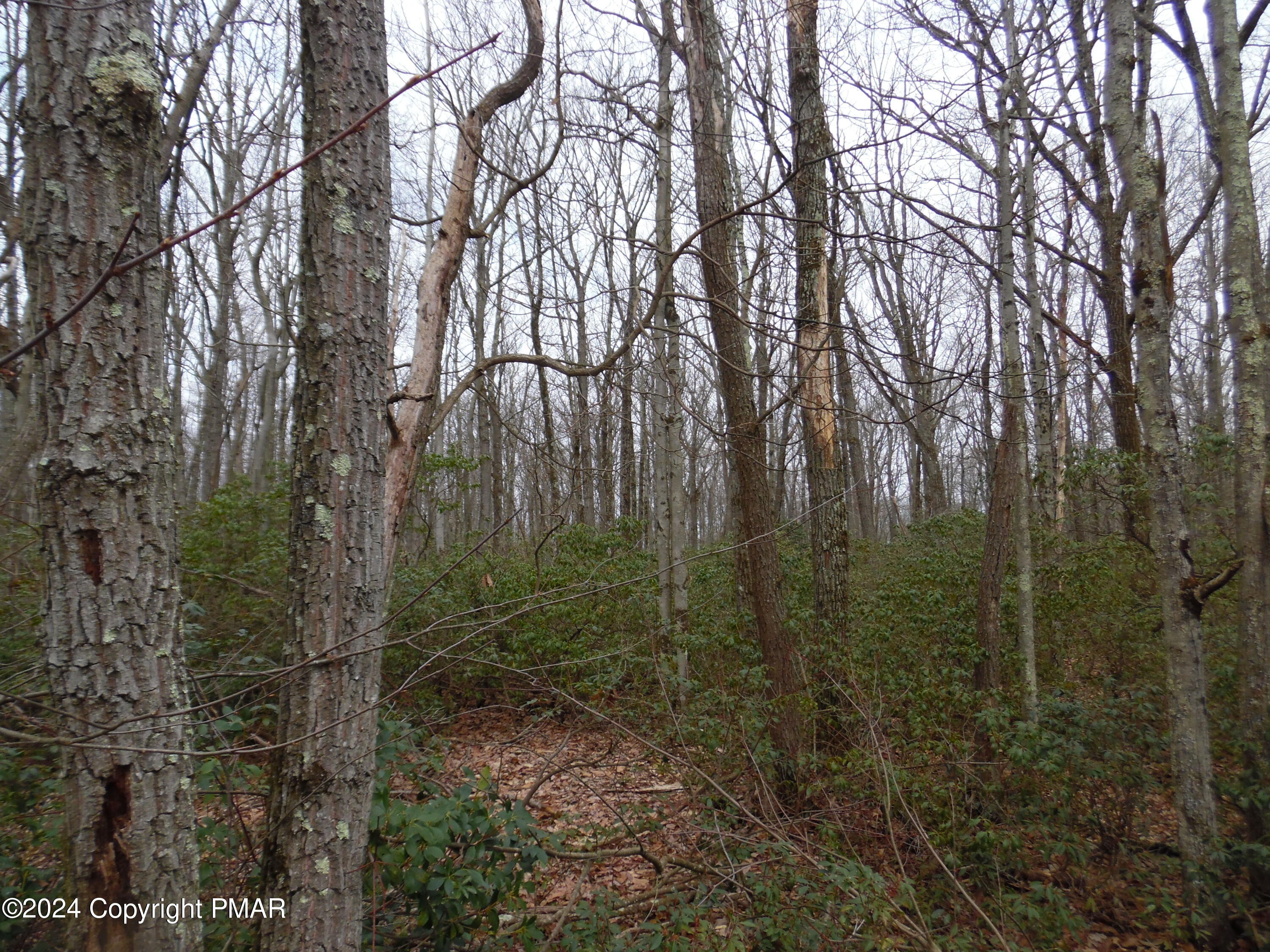 Lot E Cocopah Circle/saginaw Drive Jim Thorpe, PA 18229 - Photo 16 of 19 a view of forest