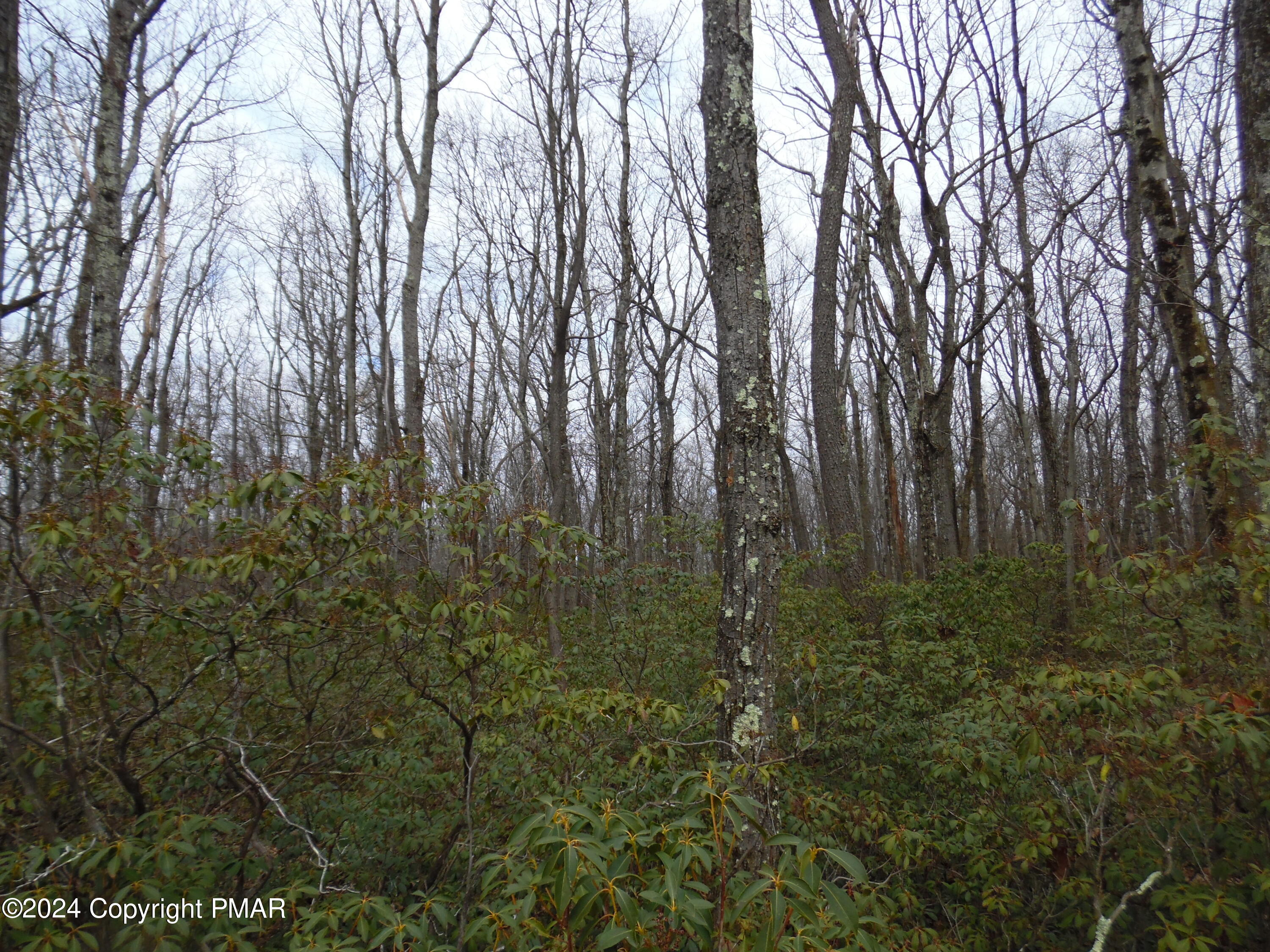 Lot E Cocopah Circle/saginaw Drive Jim Thorpe, PA 18229 - Photo 17 of 19 a view of forest