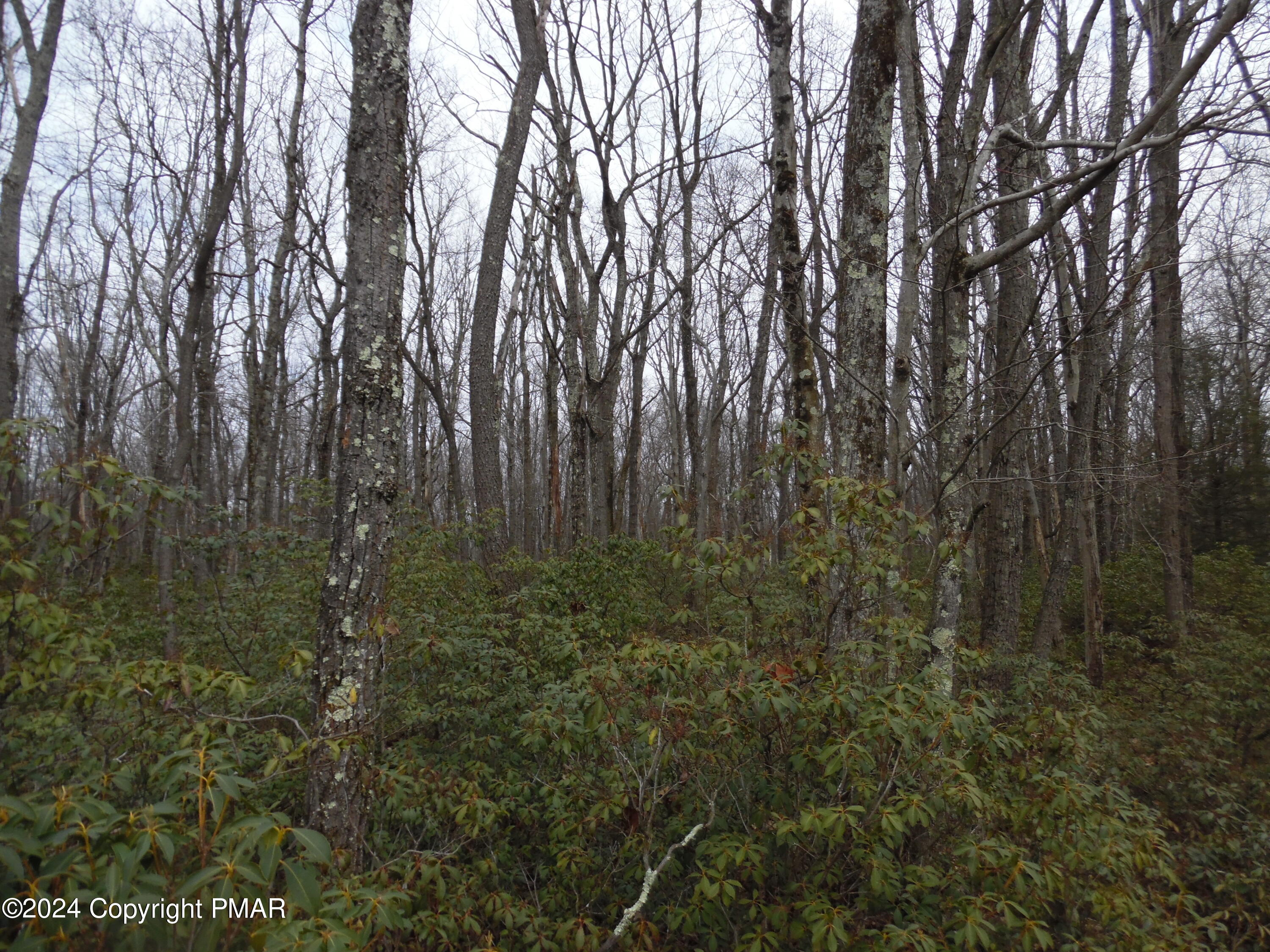 Lot E Cocopah Circle/saginaw Drive Jim Thorpe, PA 18229 - Photo 18 of 19 a view of forest