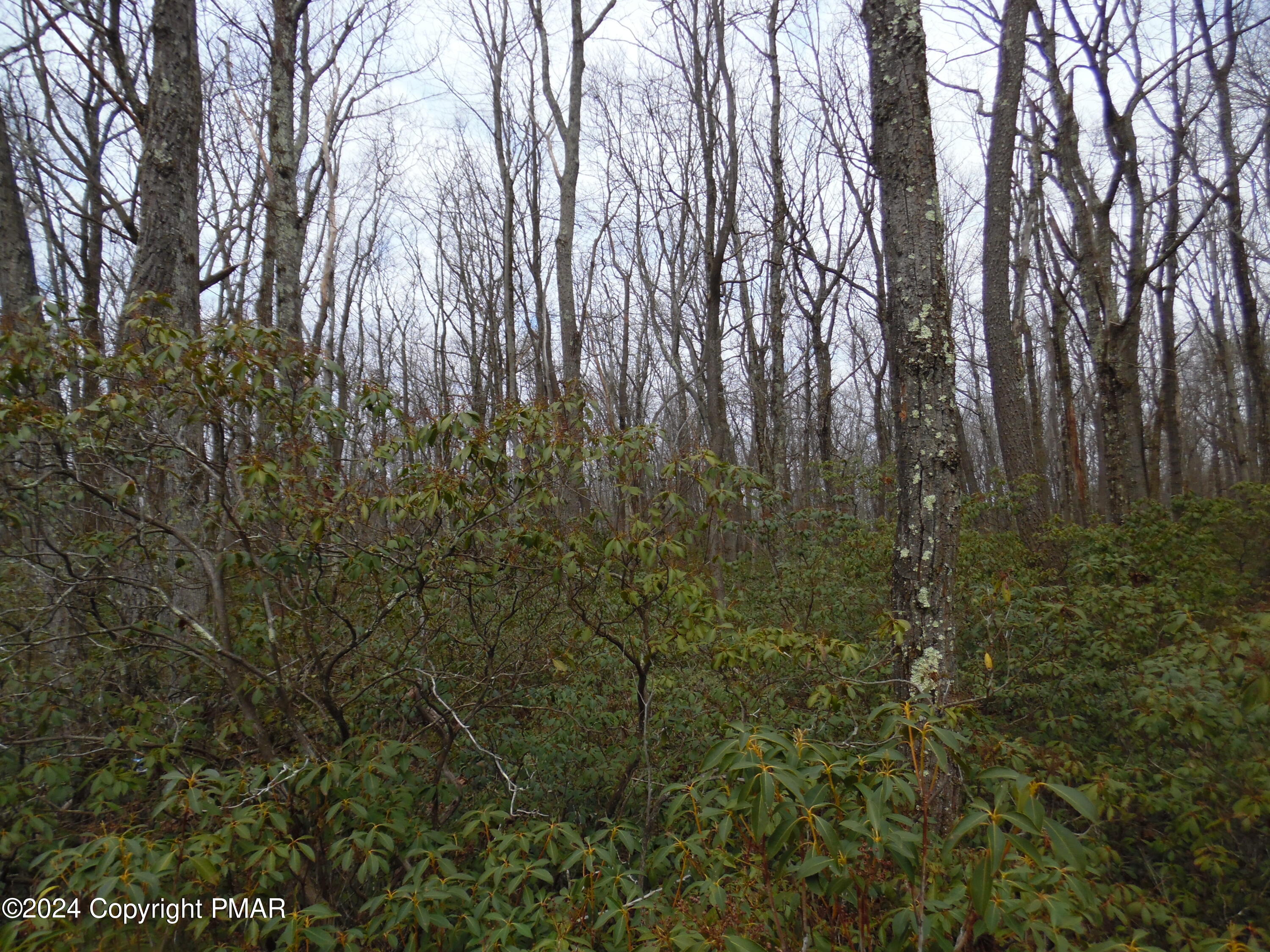 Lot E Cocopah Circle/saginaw Drive Jim Thorpe, PA 18229 - Photo 19 of 19 a view of forest