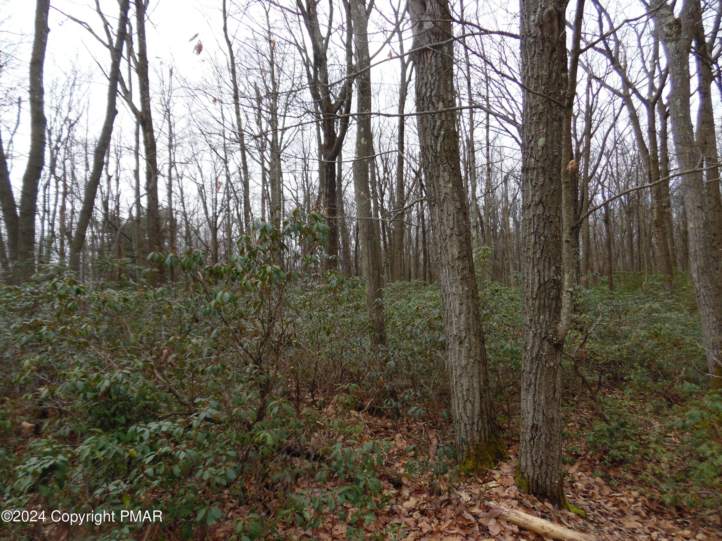 Lot E Cocopah Circle/saginaw Drive Jim Thorpe, PA 18229 - Photo 2 of 19 a view of a forest with trees in the background
