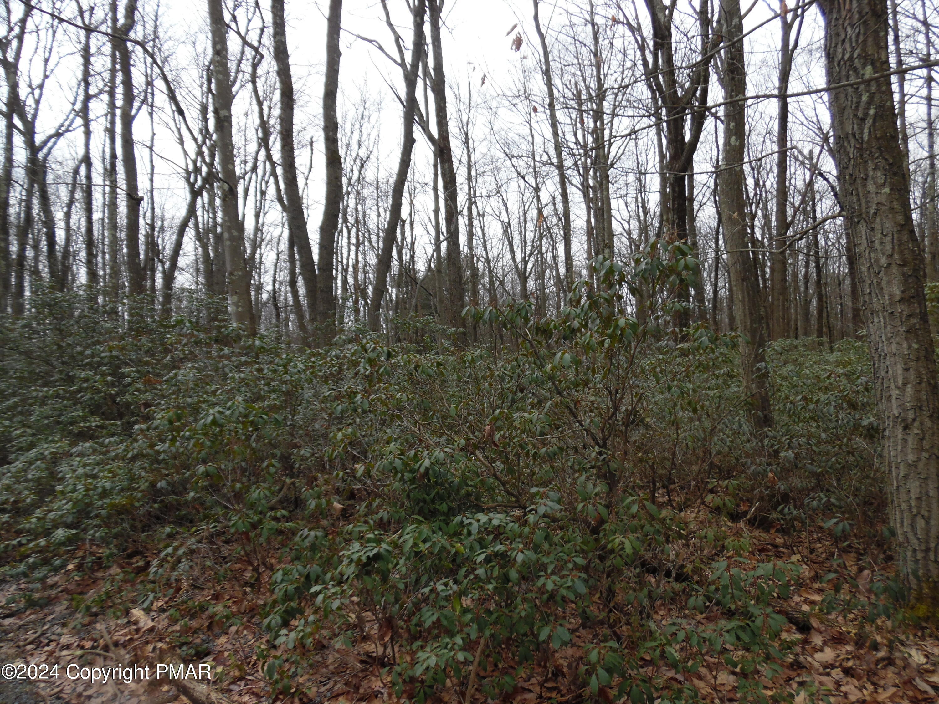 Lot E Cocopah Circle/saginaw Drive Jim Thorpe, PA 18229 - Photo 3 of 19 a view of forest