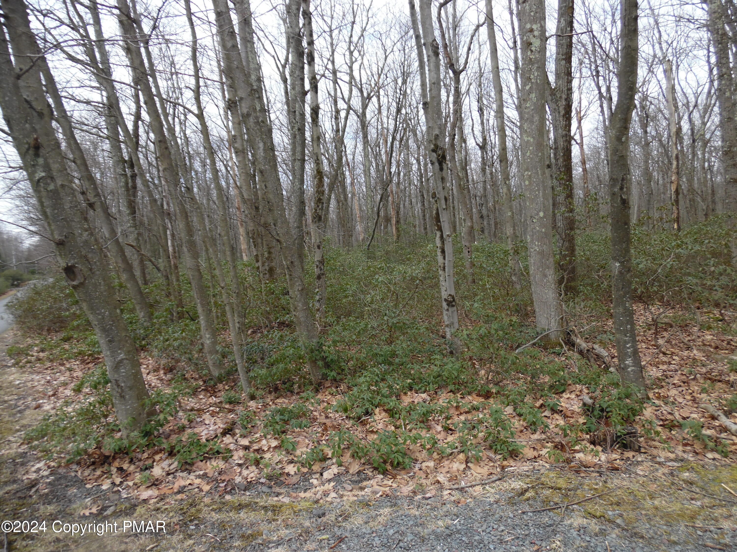 Lot E Cocopah Circle/saginaw Drive Jim Thorpe, PA 18229 - Photo 9 of 19 a view of a forest with trees in the background
