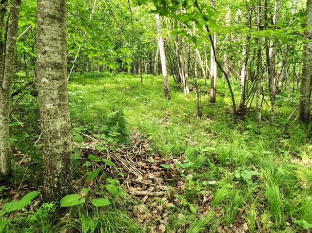 6565 Lynch Bridge Road Siren, WI 54872 - Photo 54 of 60