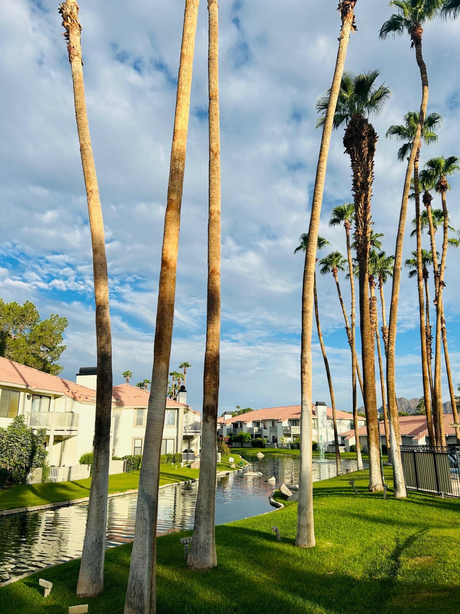 43376 Cook Street, Unit 32 Palm Desert, CA 92211 - Photo 27 of 31 a view of a palm trees and yard with a palm tree
