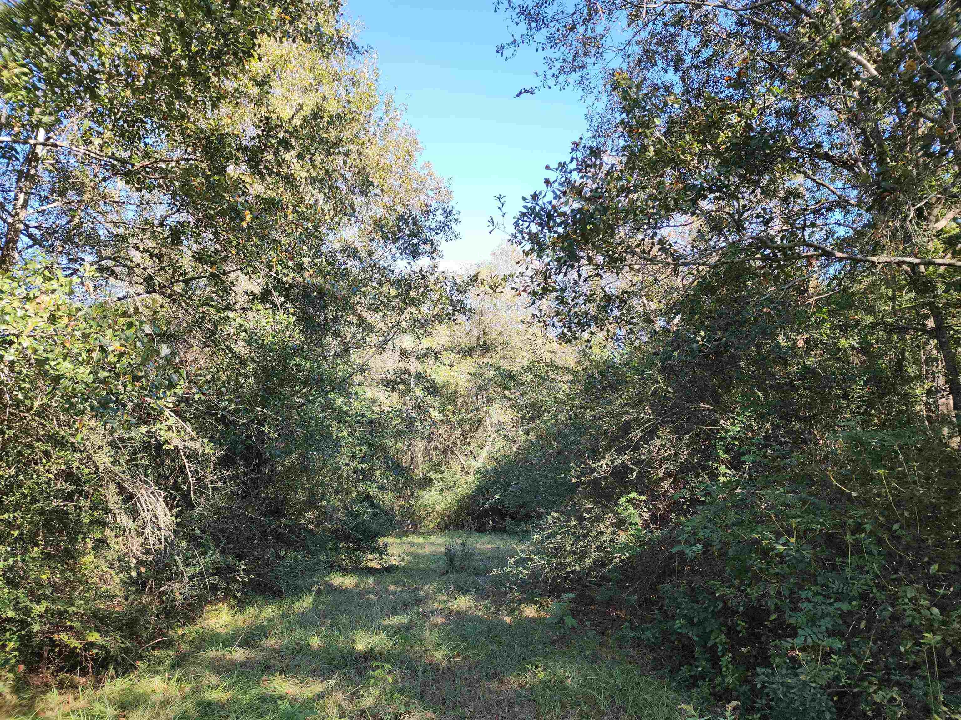 0 Cowpen Creek Road Atmore, AL 36502 - Photo 8 of 21