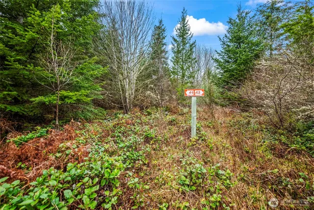 a flag is sitting in the middle of a forest