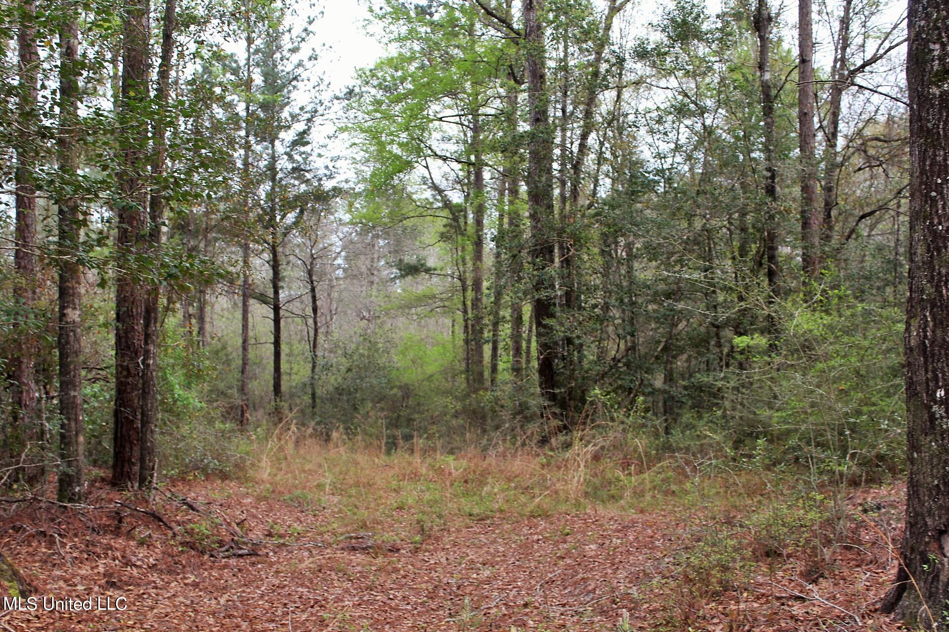 15.30-ac 15.30-ac Doe Ridge Road Lucedale, MS 39452 - Photo 4 of 12 IMG_4555